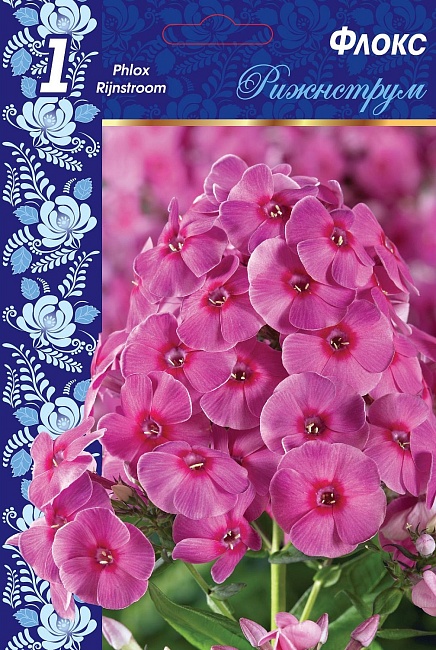 Флокс Рижнструм 